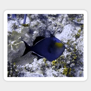 Black Durgon Triggerfish Sticker